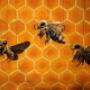 "Bienen in Gefahr!"
Marionettenspiel zur Rettung der Bienen "Bienen in Gefahr!"
Marionettenspiel zur Rettung der Bienen