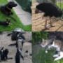 Tierkommunikation ist bei allen Tieren möglich