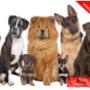 Von einem Besucher am 26.04.2017 hochgeladen - Rund um den Hund Zertifikat Kurs