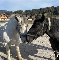 Hotel Pension Sieglhub - Fam. Thurner