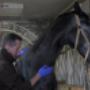 Tierärztliche Gemeinschaftspraxis Wieland & Fleischhacker 7222 Rohrbach bei Mattersburg Tierärztliche Gemeinschaftspraxis Wieland & Fleischhacker 7222 Rohrbach bei Mattersburg