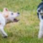 Wöckinger Stephan Dipl-Tzt & Dipl-Tzt Daniela Wöckinger - Hunde