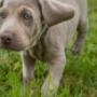 Wöckinger Stephan Dipl-Tzt & Dipl-Tzt Daniela Wöckinger - Hundewelpe