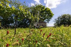Weingut Irmi Stich