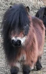 Ponyhof Hasental