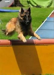 Dogsgarden