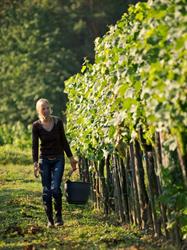 Weingut Barbara Öhlzelt, Betrieb