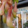 Blumen Tau Tauber