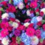 Blumen Tau Tauber