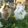 Unsere Kaninchen