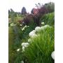Gartenreich Monika Schüttengruber Bixed Border Gartenreich Monika Schüttengruber Bixed Border