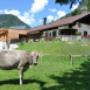 MusterAlpe Plansee MusterAlpe Plansee