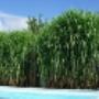 Elefantengras als Sichtschutzhecke am Pool