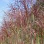 Miscanthus Malepartus