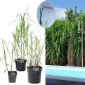 Miscanthus x giganteus Pflanzballen und Topfware