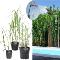 Miscanthus-x-giganteus