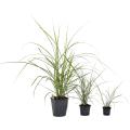 Miscanthus Ziergräser - Malepartus, Strictus, Große Fontaine