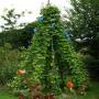 HARITSCH Baumschule-Gartengestaltung e.U. Eveline Fandl - Schling- und Kletterpflanzen HARITSCH Baumschule-Gartengestaltung e.U. Eveline Fandl - Schling- und Kletterpflanzen