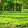 HARITSCH Baumschule-Gartengestaltung e.U. Eveline Fandl - Heckenpflanzen HARITSCH Baumschule-Gartengestaltung e.U. Eveline Fandl - Heckenpflanzen