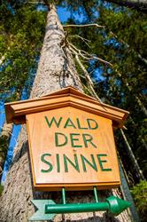Wald Der Sinne