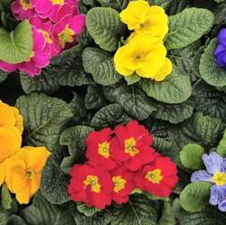 Blumen Jordan