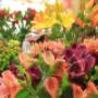 Blumen Schuster in Meidling - Unsere Blumen Blumen Schuster in Meidling - Unsere Blumen