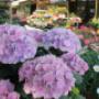 Blumen Schuster in Meidling - Unsere Blumen Blumen Schuster in Meidling - Unsere Blumen