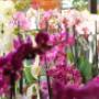 Blumen Schuster in Meidling - Unsere Blumen Blumen Schuster in Meidling - Unsere Blumen
