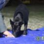 "Unsere Hundeschule in Wien befindet sich in unmittelbarer Nähe zur Station Gutheil Schoder Gasse der Badner Bahn | Der Eingang zur Welpenschule in Wien liegt vis-a-vis vom Autoverlei Flott an der Kreuzung Gutheil-Schoder-Gasse und Computerstrasse | für die Hundeausbildung in Wien stehen für unsere Kursteilnehmer und Besuchern während der Dauer des Trainings kostenlose Parkplätze direkte Einfahrt befindet sich in der Gutheil-Schoder-Gasse, zur Verfügung | Von der U6 Station Tschertegasse sind es nur wenige Gassi-Minuten zu uns. Das Original "Hundeschule in Wien" ist auf insgesamt über 10.000 m2 Top ausgestattet für das Training mit Hunden. eigener Agilityparcour, eigener Welpenspielplatz, Hunde Erlebniss Spielplatz, Schwimmbecken im Sommer" "Unsere Hundeschule in Wien befindet sich in unmittelbarer Nähe zur Station Gutheil Schoder Gasse der Badner Bahn | Der Eingang zur Welpenschule in Wien liegt vis-a-vis vom Autoverlei Flott an der Kreuzung Gutheil-Schoder-Gasse und Computerstrasse | für die Hundeausbildung in Wien stehen für unsere Kursteilnehmer und Besuchern während der Dauer des Trainings kostenlose Parkplätze direkte Einfahrt befindet sich in der Gutheil-Schoder-Gasse, zur Verfügung | Von der U6 Station Tschertegasse sind es nur wenige Gassi-Minuten zu uns. Das Original "Hundeschule in Wien" ist auf insgesamt über 10.000 m2 Top ausgestattet für das Training mit Hunden. eigener Agilityparcour, eigener Welpenspielplatz, Hunde Erlebniss Spielplatz, Schwimmbecken im Sommer"