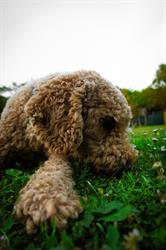 Wiener Hundeschule