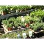 Baumschule & Gartengestaltung Prötzner