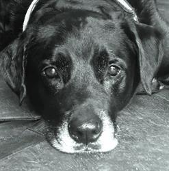 Hundeservice Graz