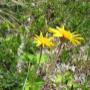 Blumen wohnin wir sehen