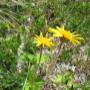 Blumen wohnin wir sehen Blumen wohnin wir sehen