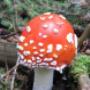 Fliegenpilze
