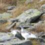 Alpenschneehuhn in den Nockbergeren
