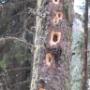 Spuren des Spechts