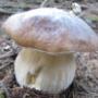 Herrnpilze