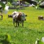 Santnerhof Virgental Tirol, mit Bauernhof und Kühe