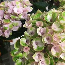 Evelyn's Blumenstube e.U.