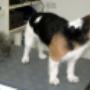 SCHICK & G'SUND - Tierpflegesalon für Hunde u Katzen SCHICK & G'SUND - Tierpflegesalon für Hunde u Katzen