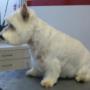 SCHICK & G'SUND - Tierpflegesalon für Hunde u Katzen SCHICK & G'SUND - Tierpflegesalon für Hunde u Katzen