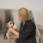 In der Hundebadewanne