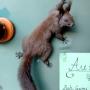 Zoologischer Präparator C. Pawlitschek