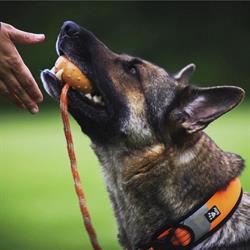 ÖGV Hundeschule Hartberg