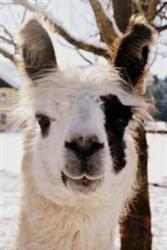 Dax Lamas