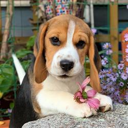 Beagles of Houndmusic Meadows