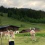 Unsere Pferde