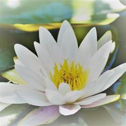 Barbara Lederer Natürliche Kosmetik
