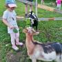 Tiere am Hof
